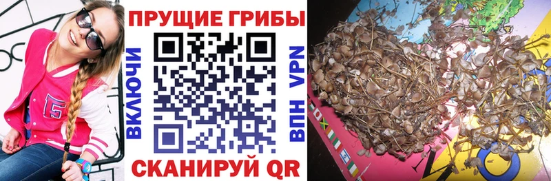 ссылка на мегу маркетплейс  Владимир  Галлюциногенные грибы Psilocybine cubensis 